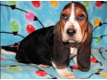 male-and-female-basset-hound-puppies-small-0