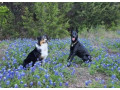 expert-dog-sitting-for-special-breeds-in-austin-safe-secure-small-2
