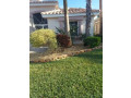 landscape-service-tree-services-in-west-palm-beach-small-0