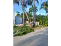 landscape-service-tree-services-in-west-palm-beach-small-4
