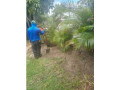 landscape-service-tree-services-in-west-palm-beach-small-1
