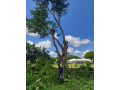 landscape-service-tree-services-in-west-palm-beach-small-2