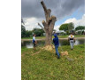 landscape-service-tree-services-in-west-palm-beach-small-3