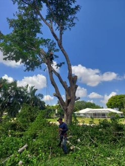 landscape-service-tree-services-in-west-palm-beach-big-2